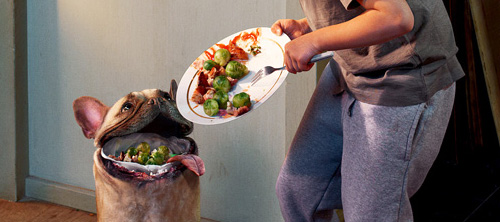 Purina: хватит кормить питомцев объедками. Purina: хватит кормить питомцев объедками.